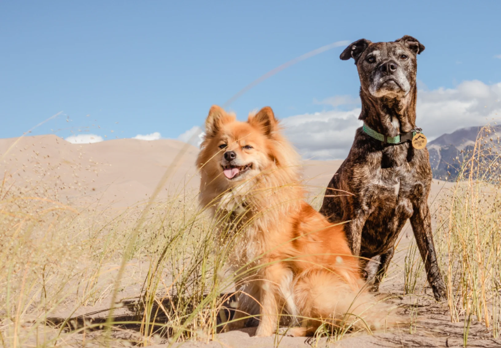 Two Dogs in Desert